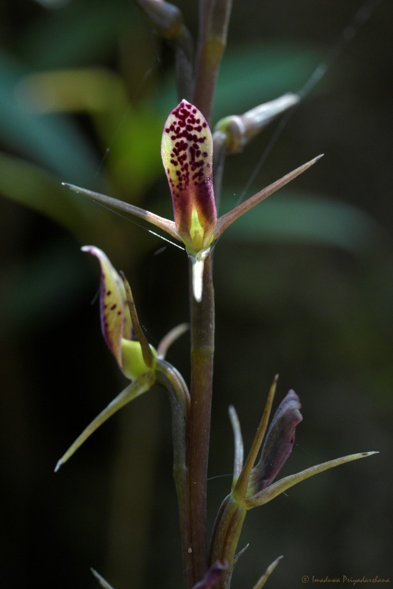 Cryptostylis arachnites (Blume) Hassk.